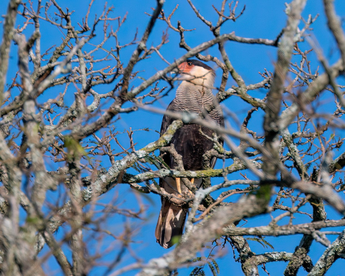 Crested Caracara - ML635302212