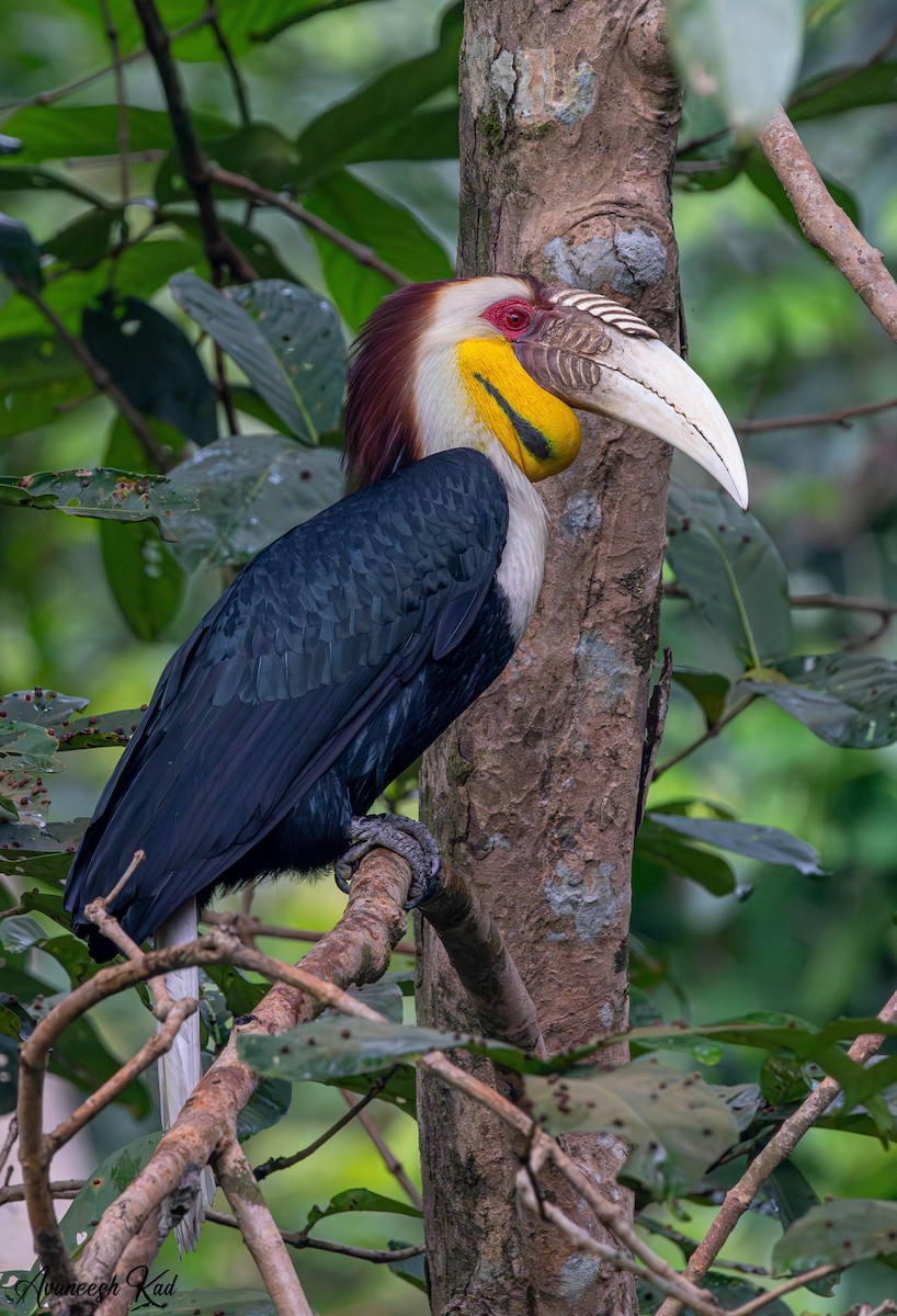 Wreathed Hornbill - ML635302227