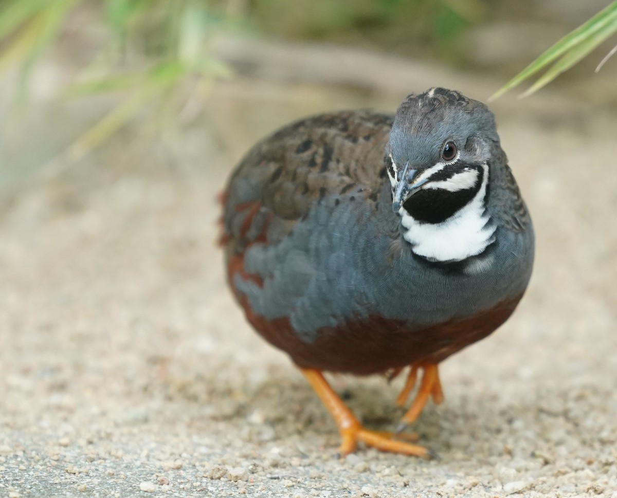 ヒメウズラ - ML635302352