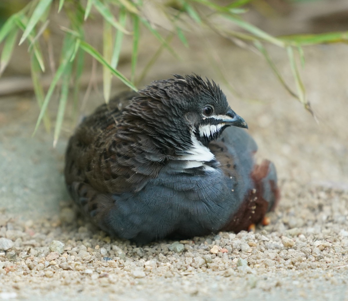 ヒメウズラ - ML635302353
