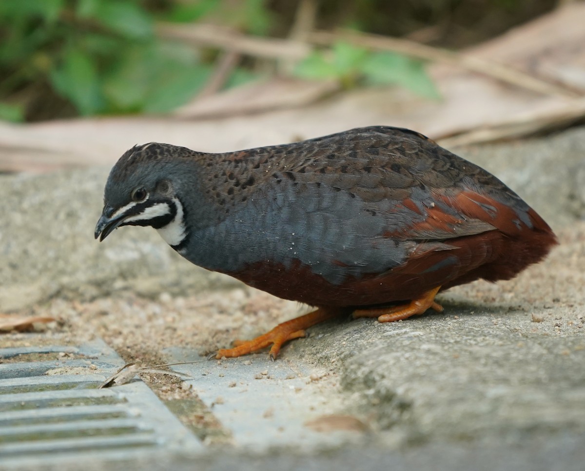 ヒメウズラ - ML635302354