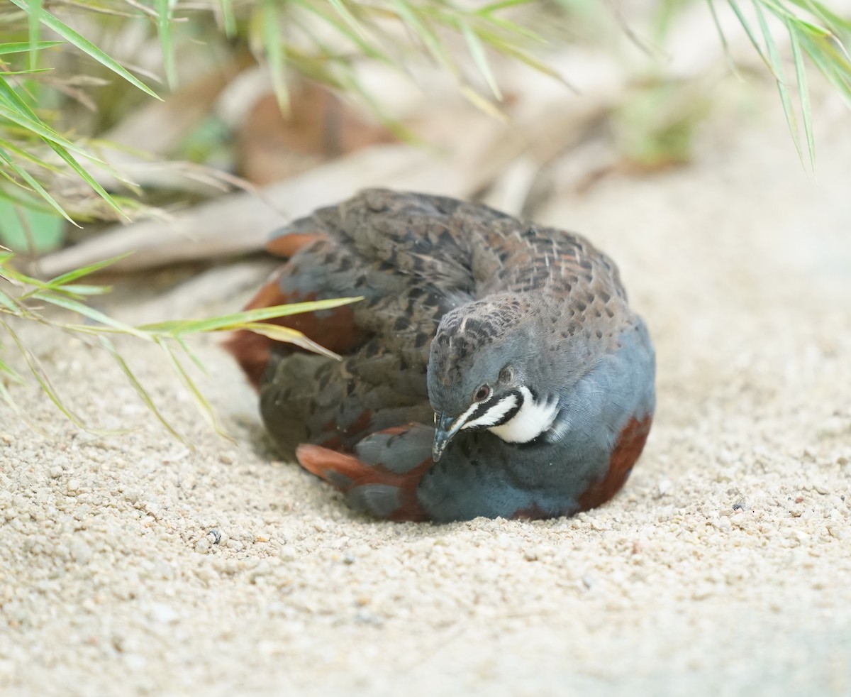 ヒメウズラ - ML635302356