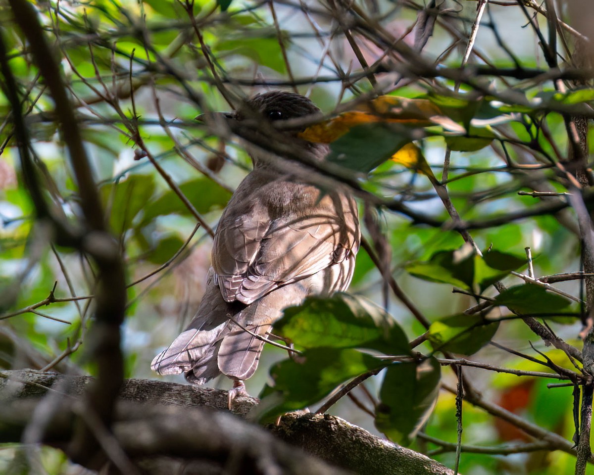 Pale-breasted Thrush - ML635302372