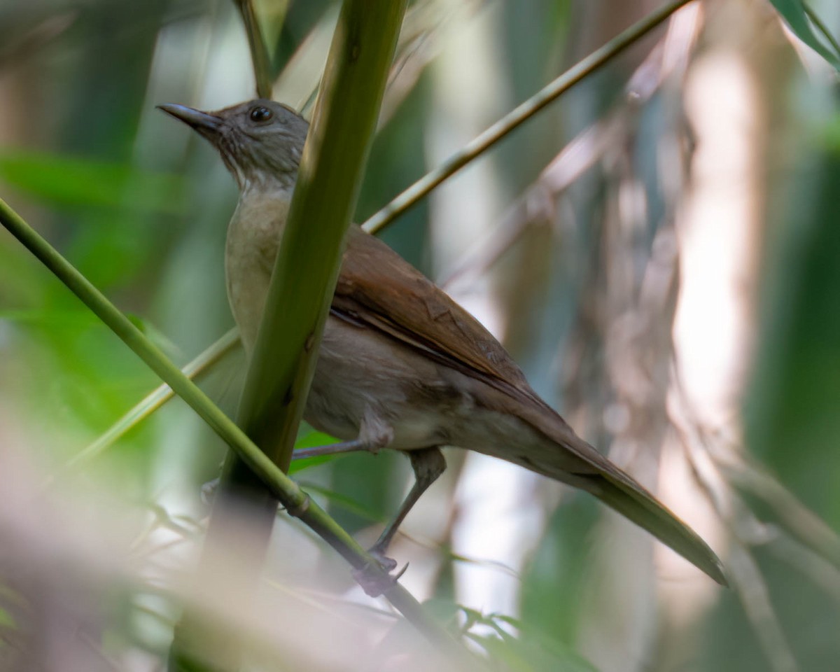 Pale-breasted Thrush - ML635302382