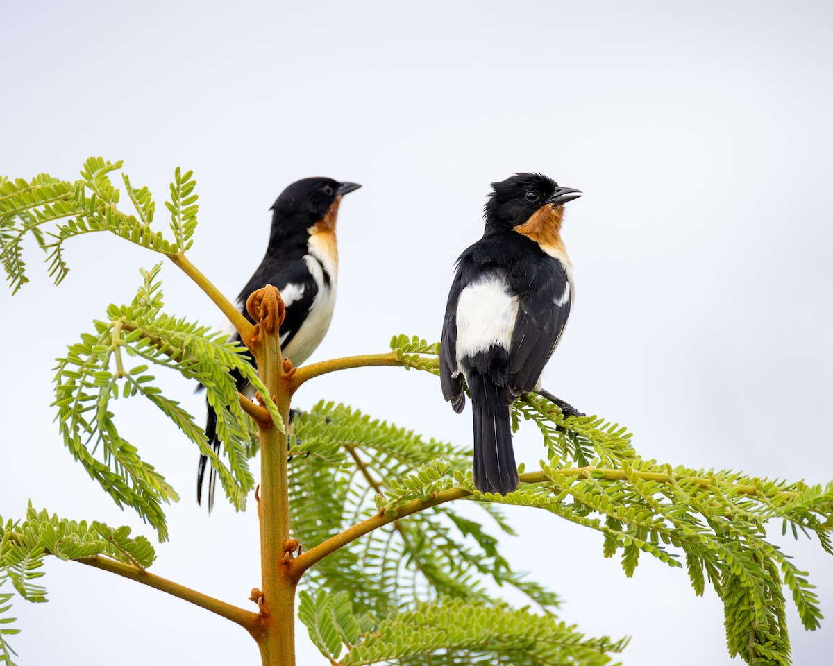 White-rumped Tanager - ML635302386