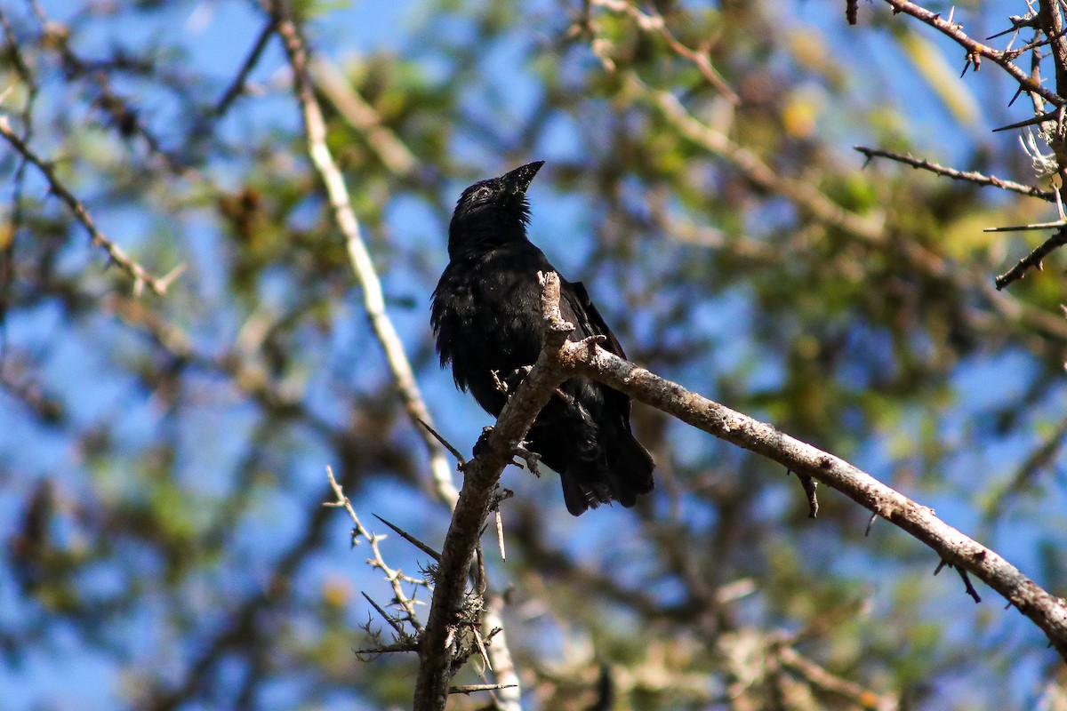 Common Cactus-Finch - ML635302387