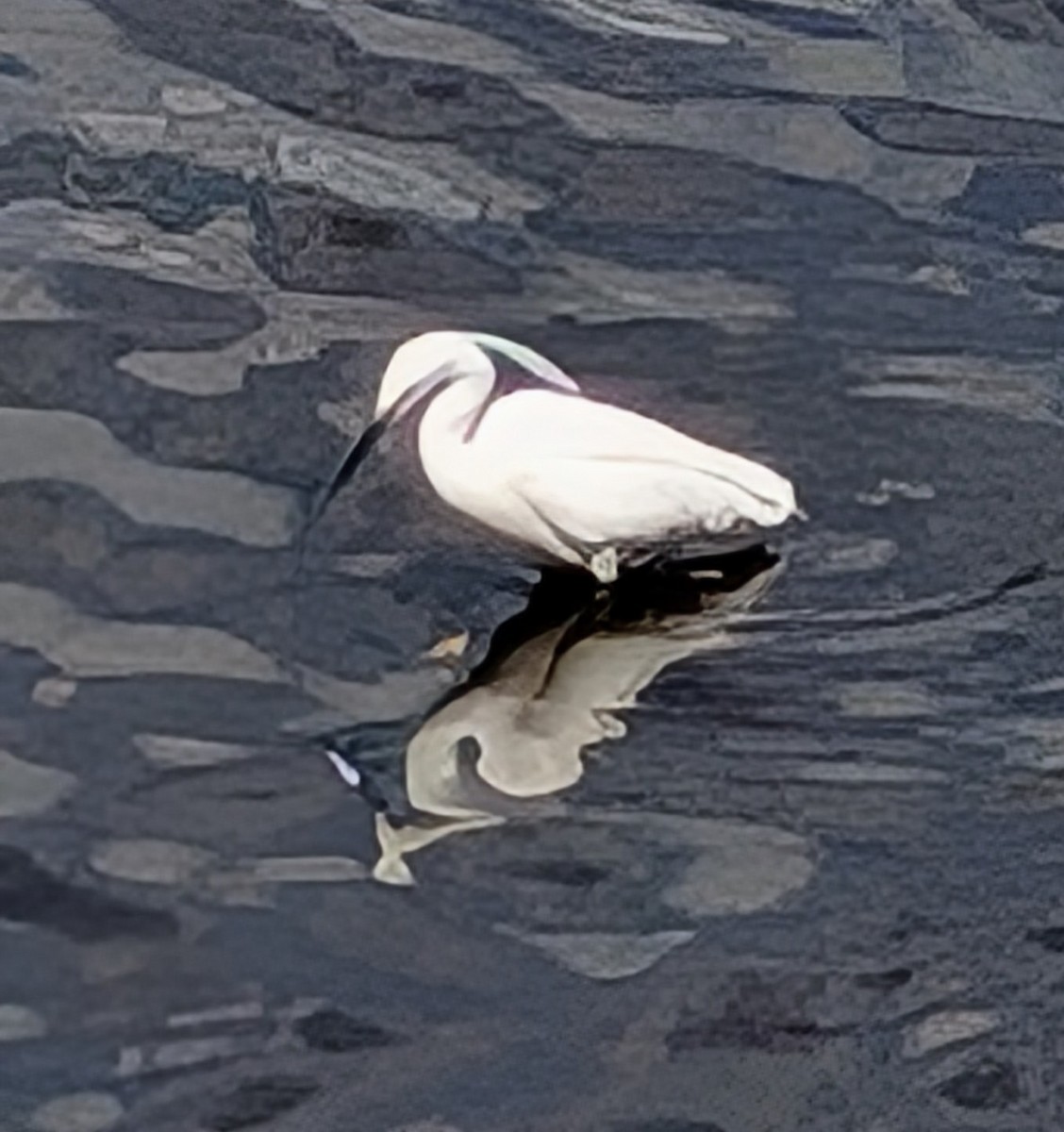 Little Egret - ML635302505