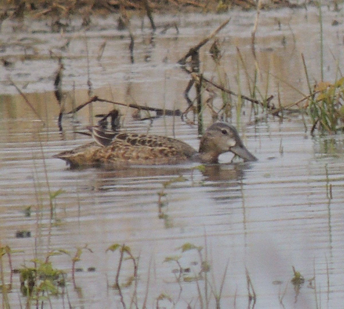 Blue-winged Teal x Northern Shoveler (hybrid) - ML635302516