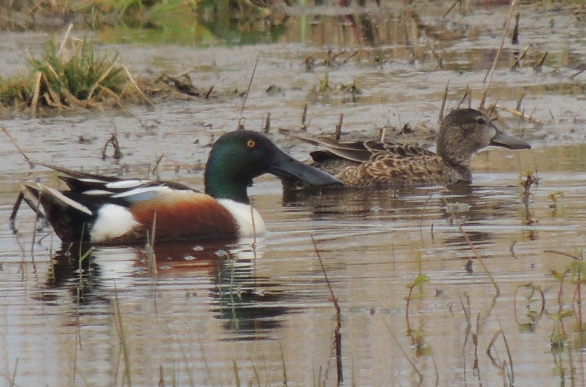 Blue-winged Teal x Northern Shoveler (hybrid) - ML635302518