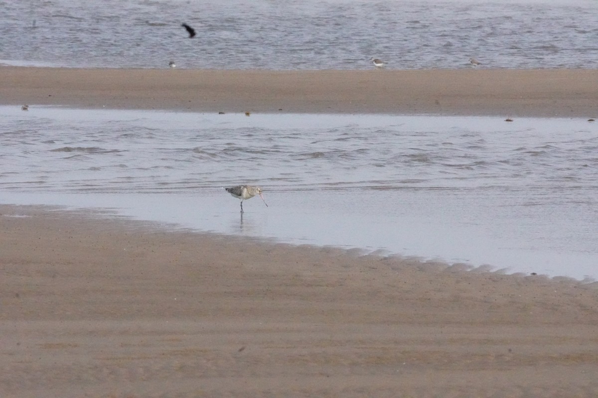 Kıyı Çamurçulluğu - ML635302616