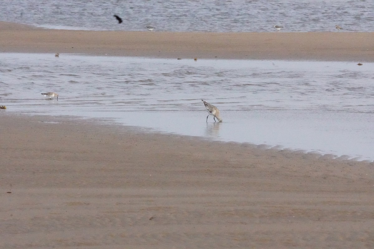 Kıyı Çamurçulluğu - ML635302617