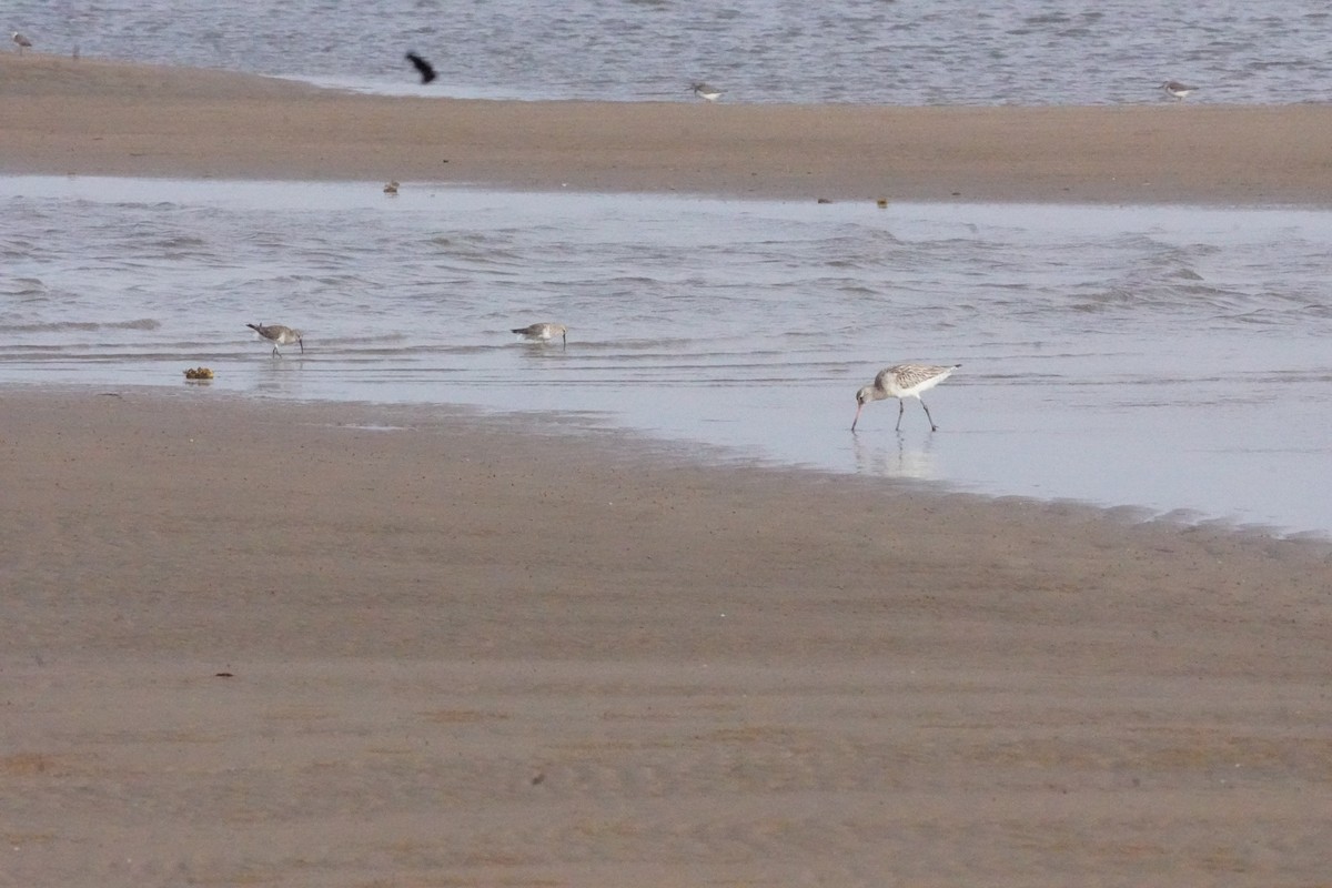 Kıyı Çamurçulluğu - ML635302621