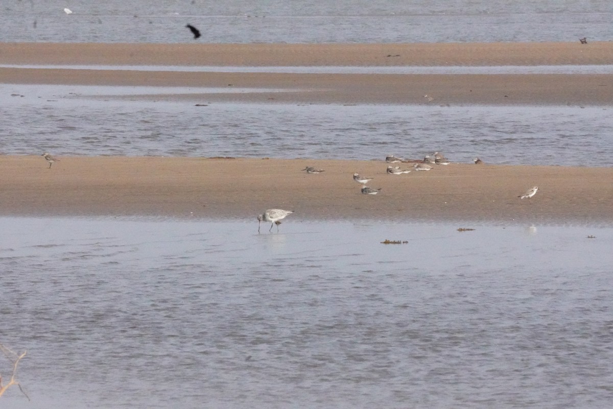 Kıyı Çamurçulluğu - ML635302622