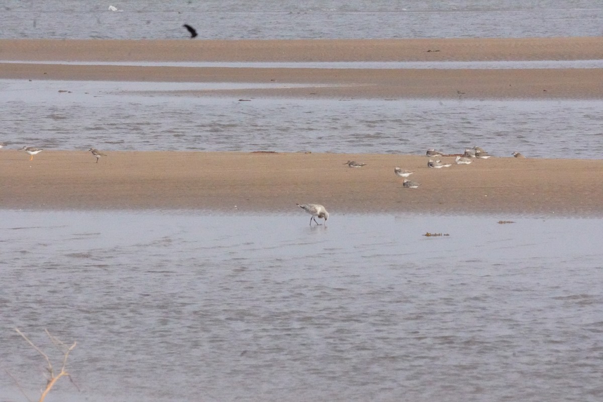 Kıyı Çamurçulluğu - ML635302623