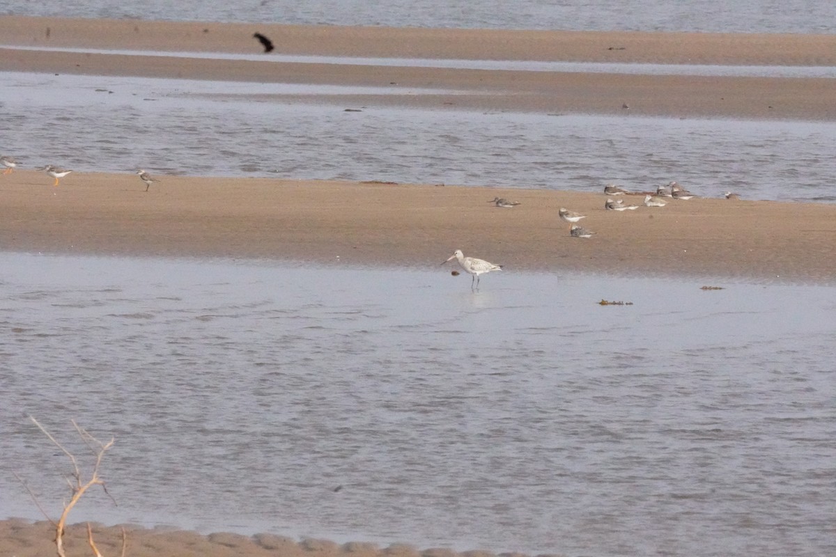 Kıyı Çamurçulluğu - ML635302624