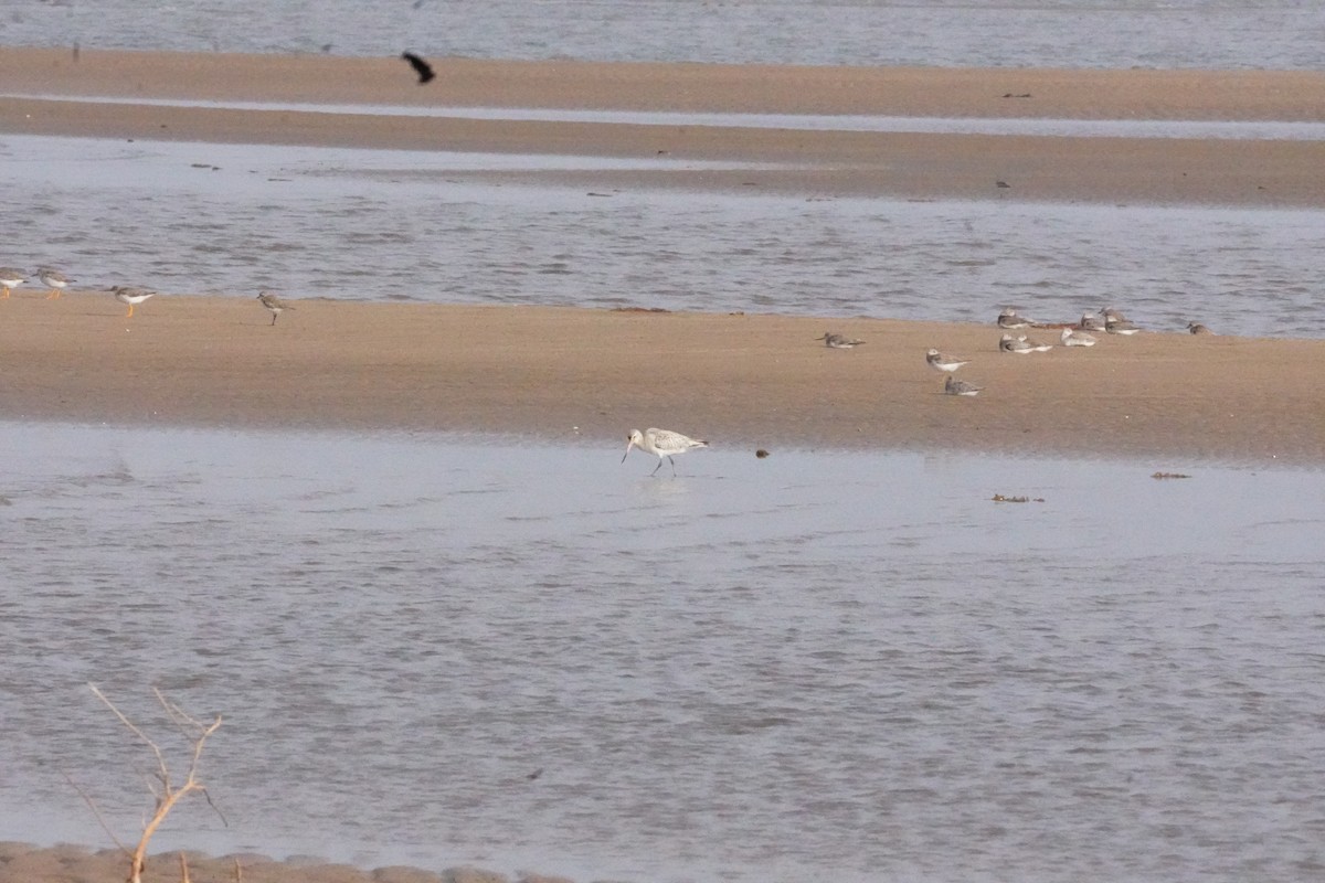 Kıyı Çamurçulluğu - ML635302626