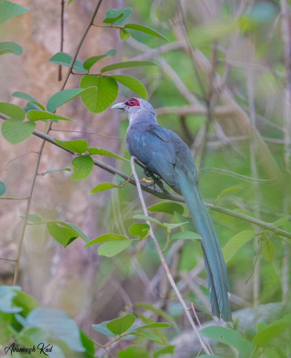 Green-billed Malkoha - ML635302643