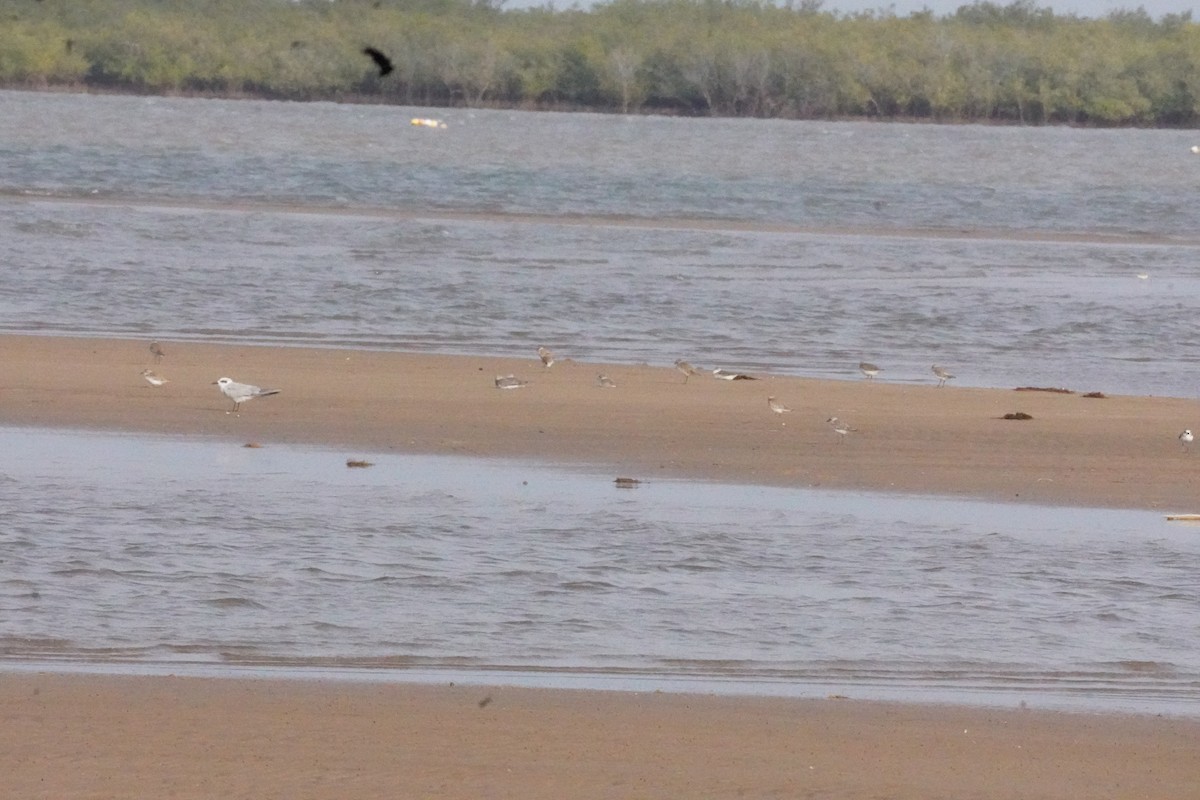 Gülen Sumru - ML635302649