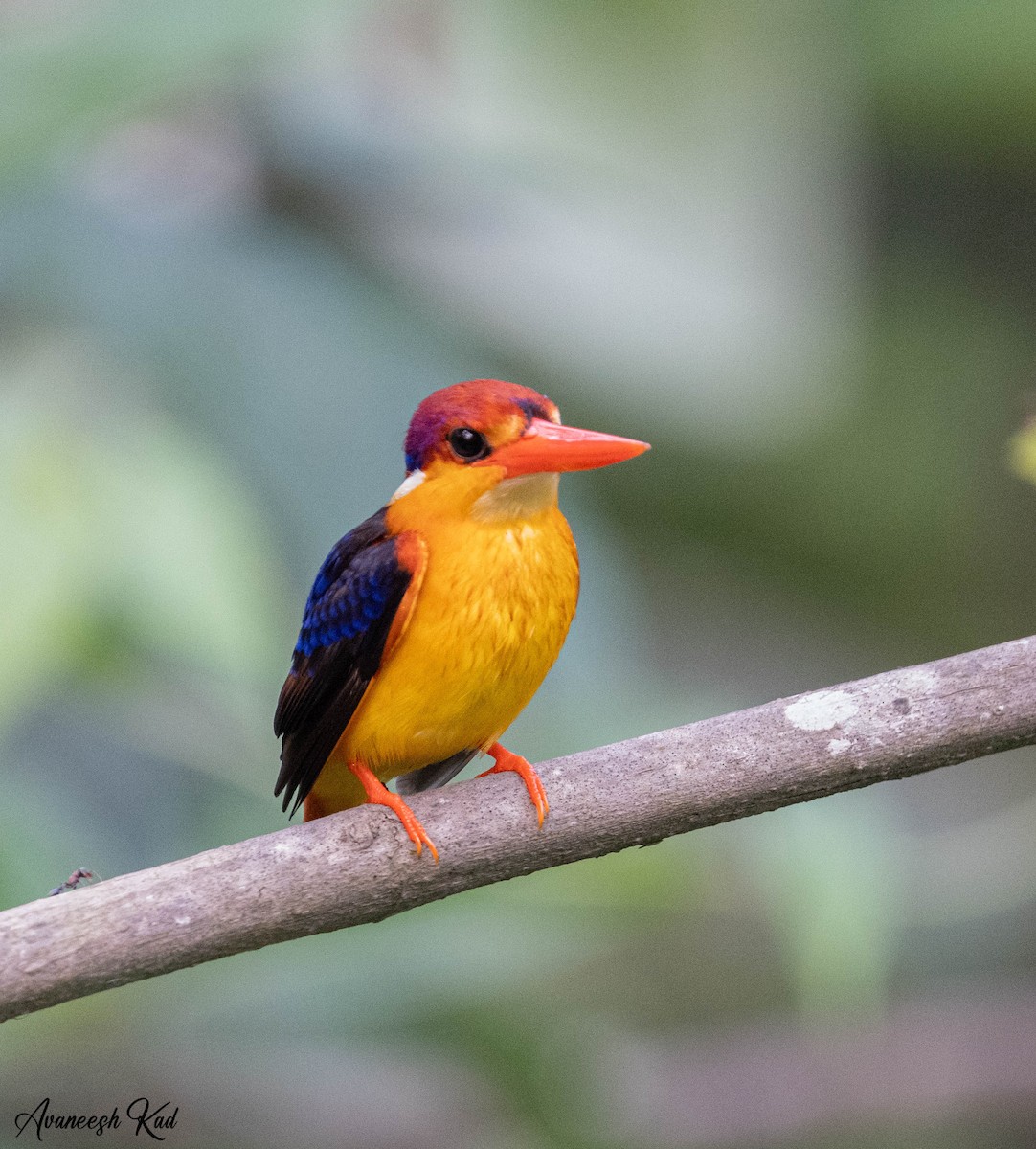 Black-backed Dwarf-Kingfisher - ML635302660