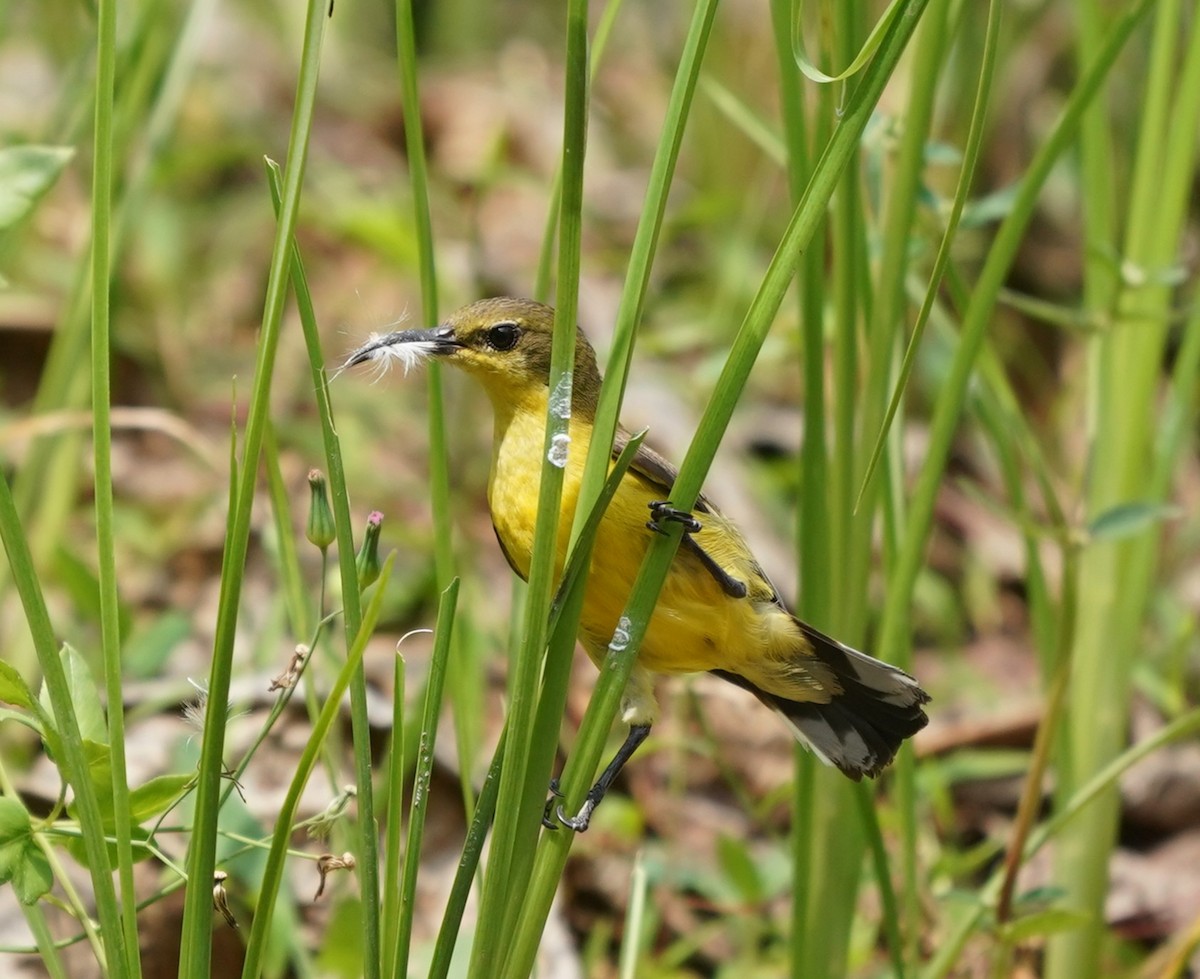Ornate Sunbird - ML635302685