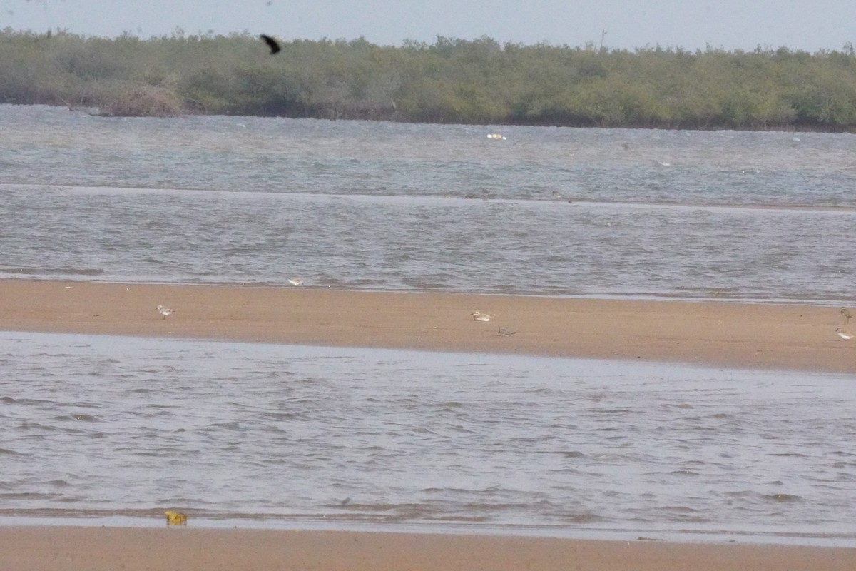 Büyük Cılıbıt - ML635302690