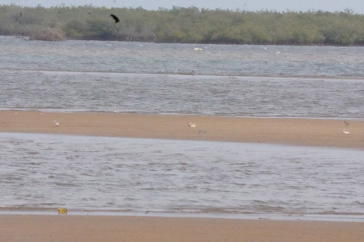 Büyük Cılıbıt - ML635302694