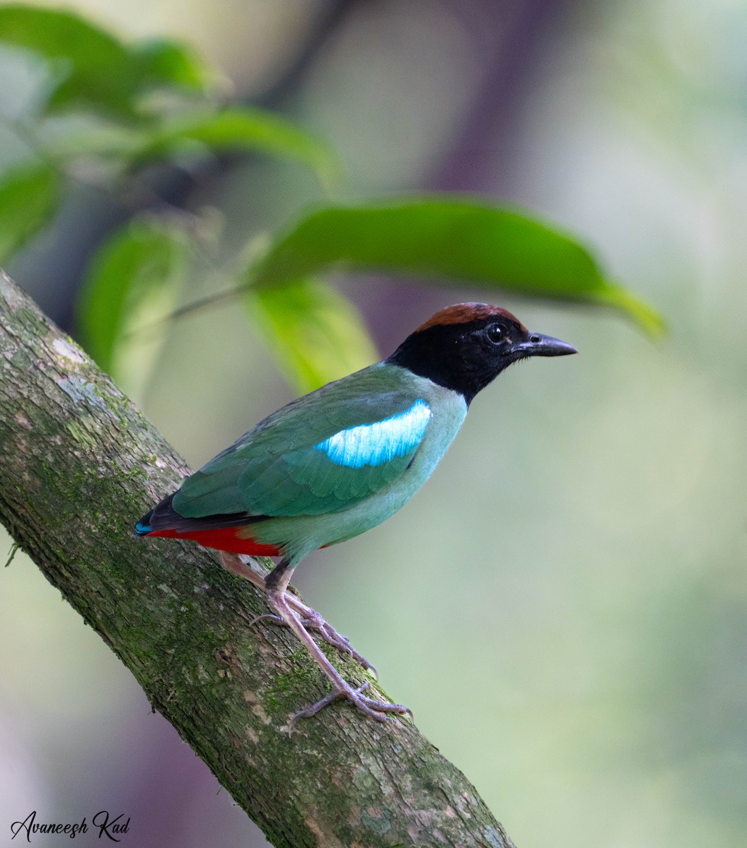 Western Hooded Pitta - ML635302706