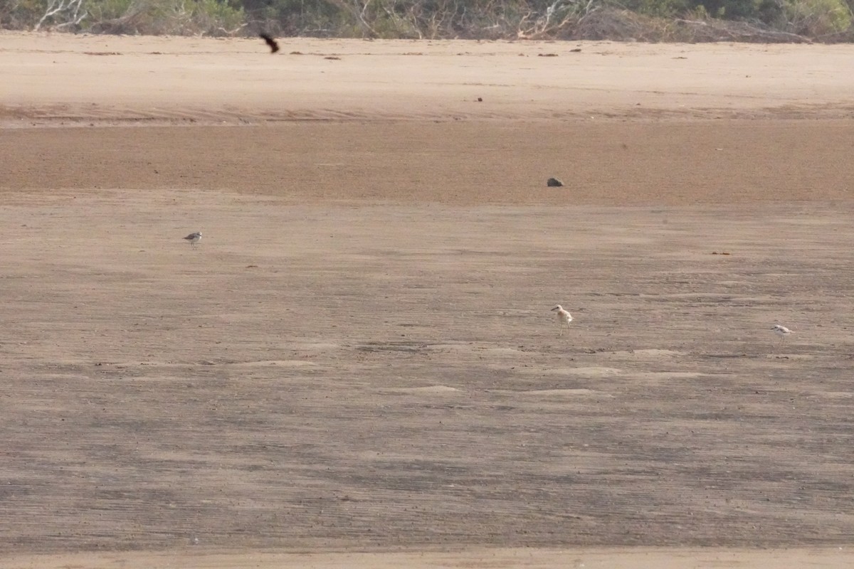 Tibetan Sand-Plover - ML635302710