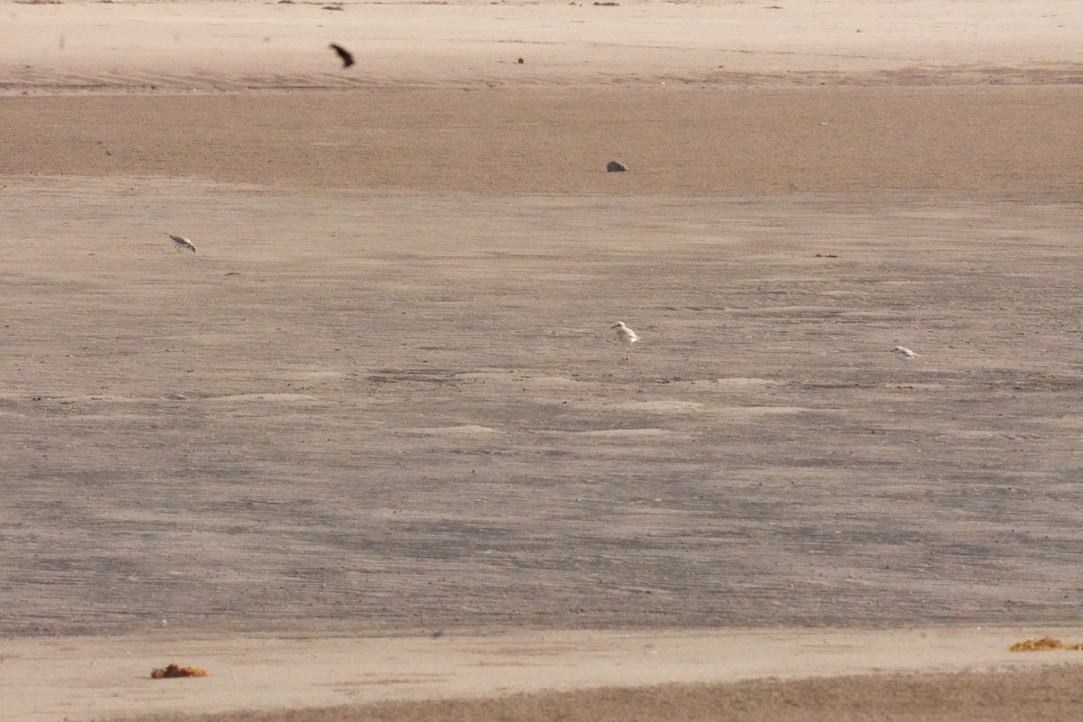 Tibetan Sand-Plover - ML635302711