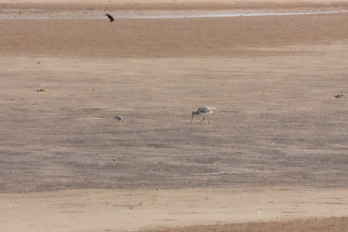 Kıyı Çamurçulluğu - ML635302752