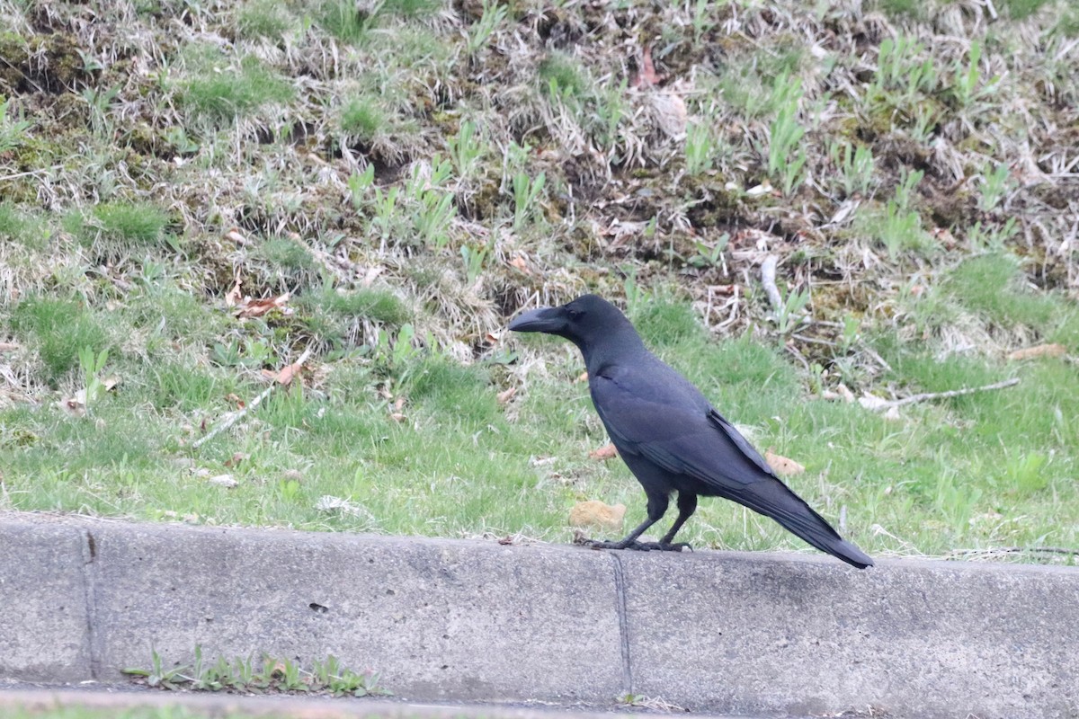 Corbeau à gros bec - ML635302793