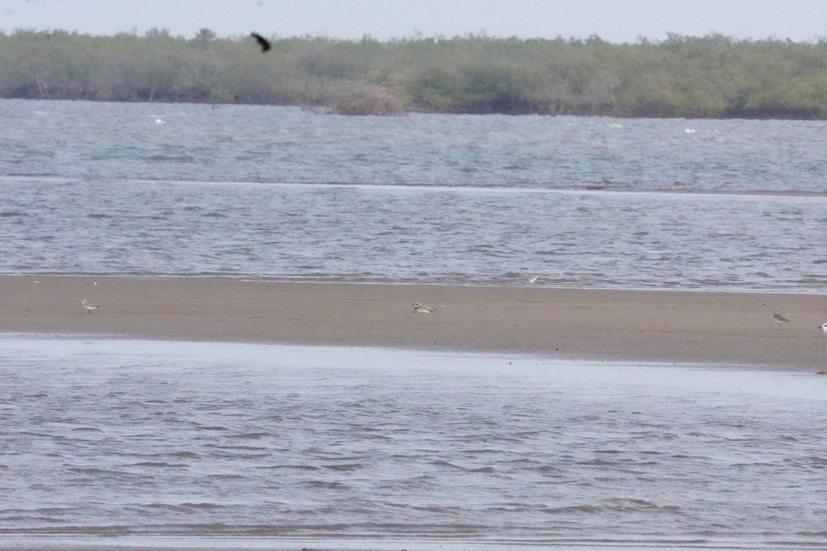 Büyük Cılıbıt - ML635302902