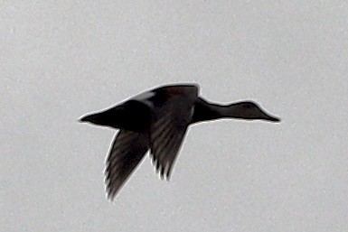赤膀鴨 - ML635302915