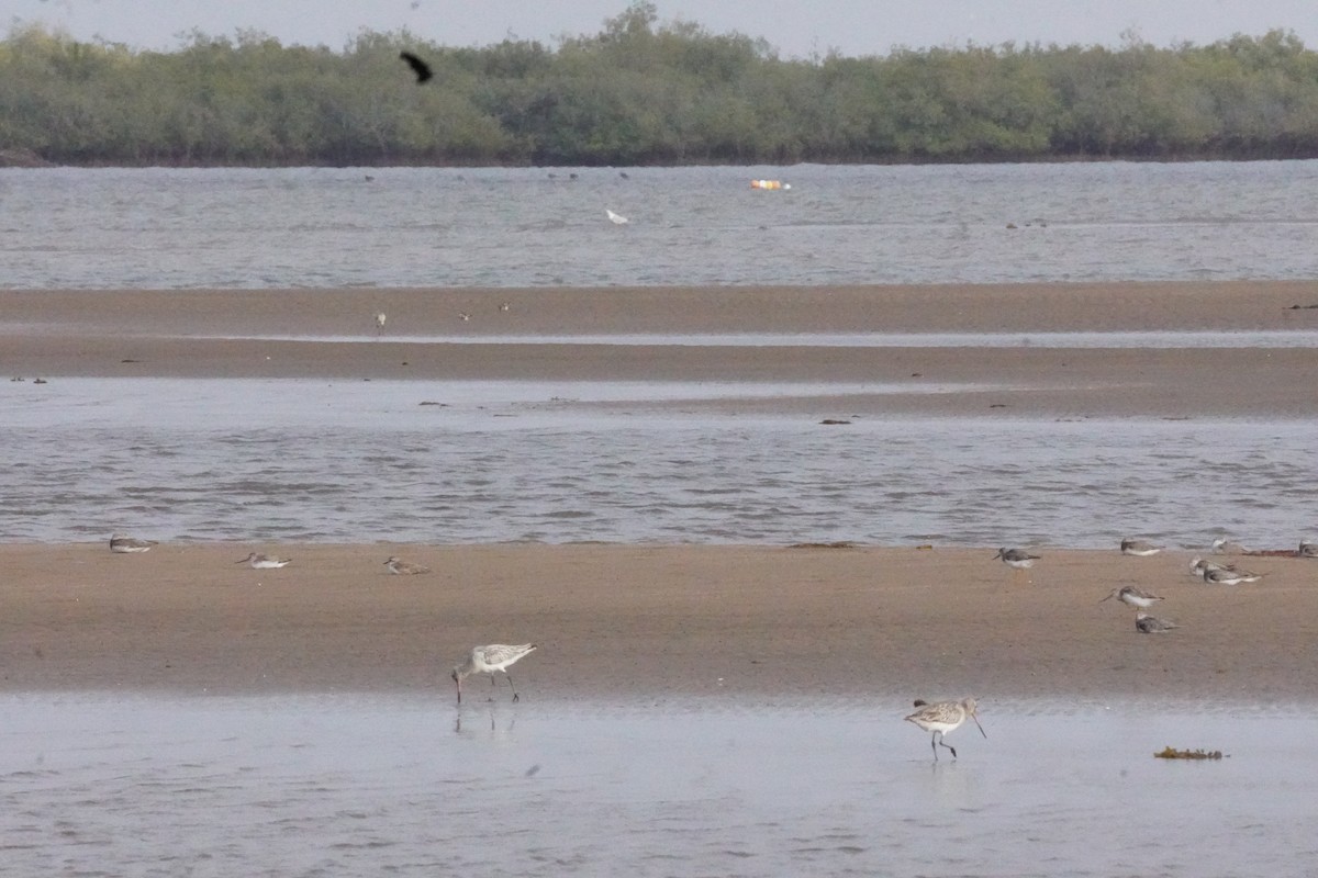 Kıyı Çamurçulluğu - ML635302918