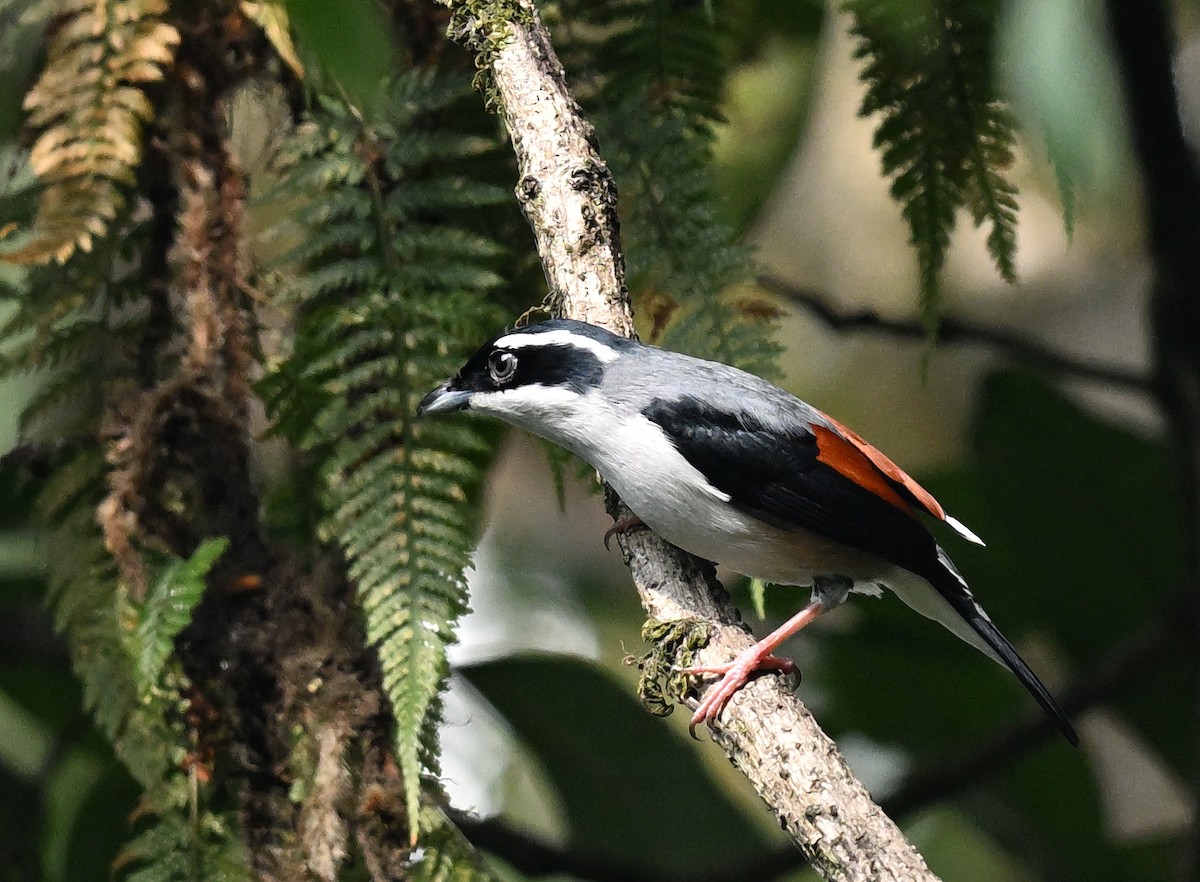 White-browed Shrike-Babbler - ML635302923