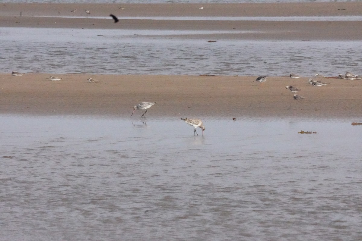 Kıyı Çamurçulluğu - ML635302926