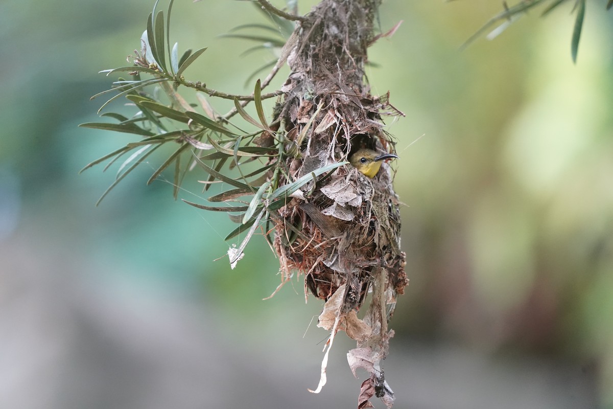 Ornate Sunbird - ML635302929