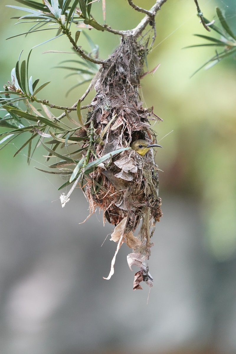 Ornate Sunbird - ML635302930