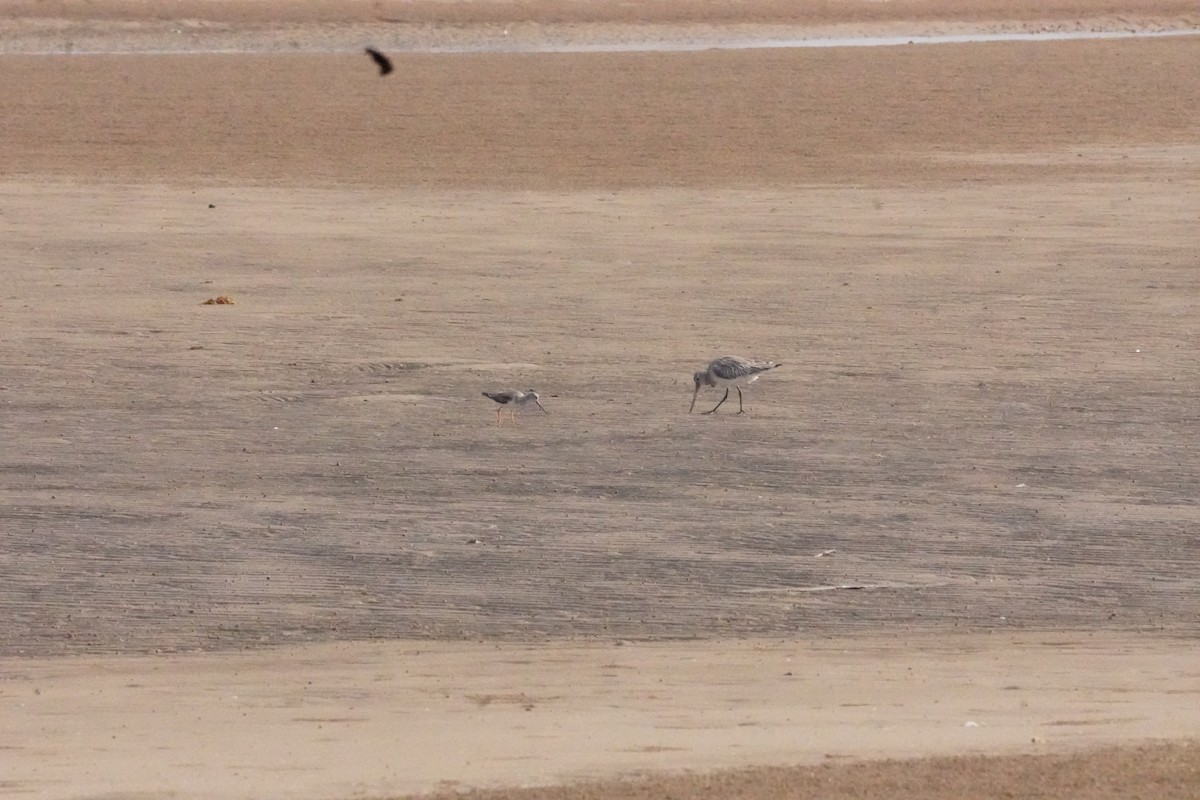 Kıyı Çamurçulluğu - ML635302934