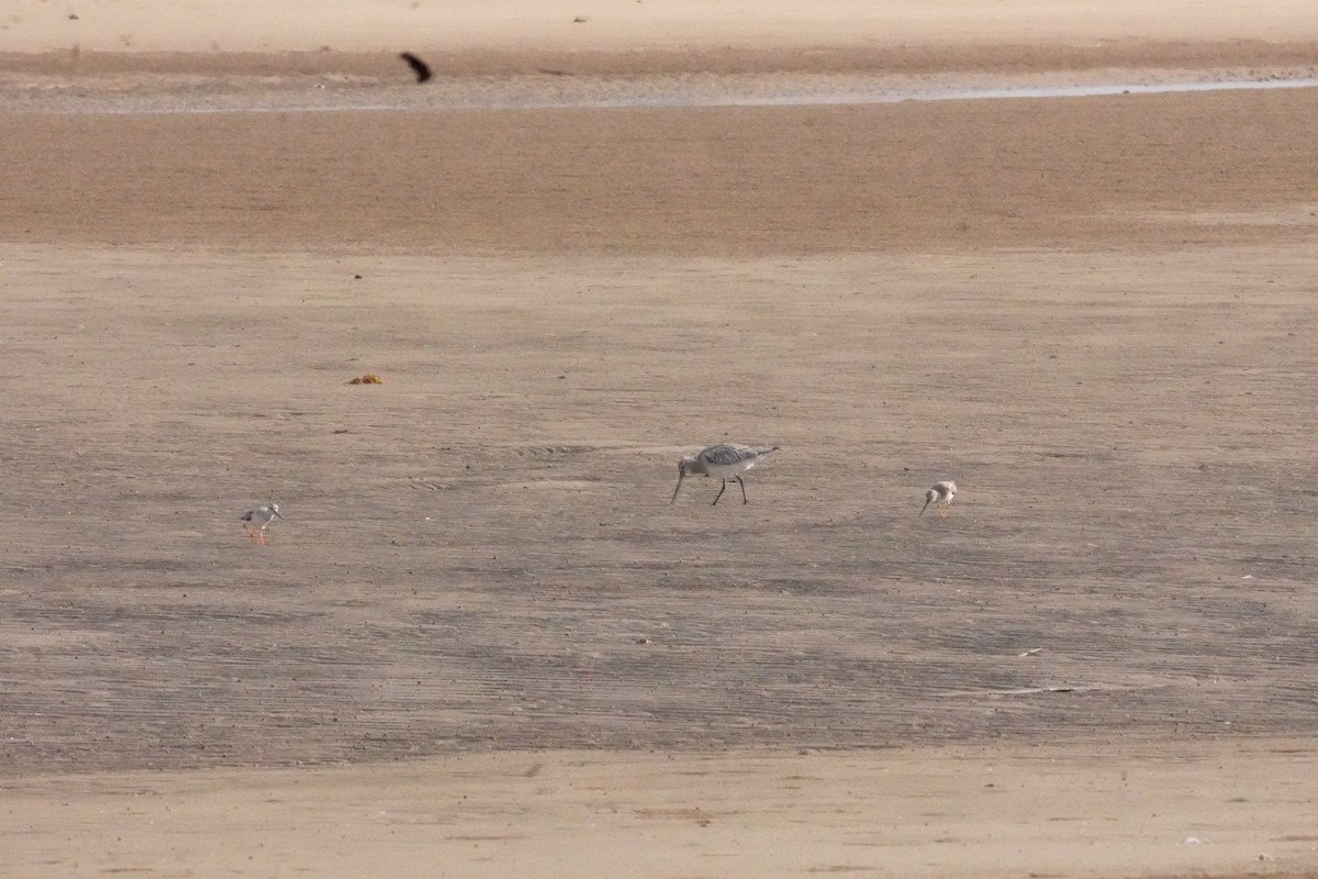 Kıyı Çamurçulluğu - ML635302935