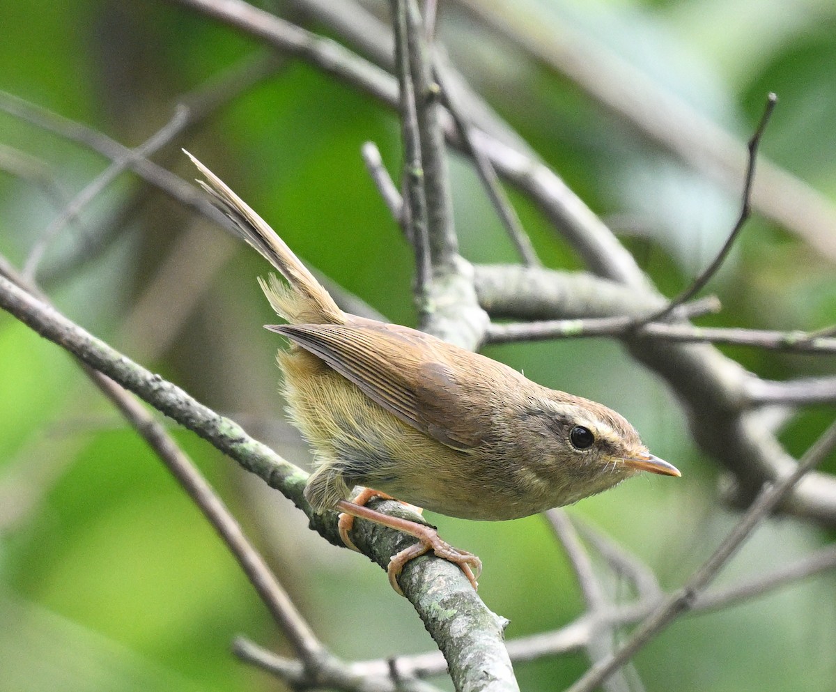 Brownish-flanked Bush Warbler - ML635302964