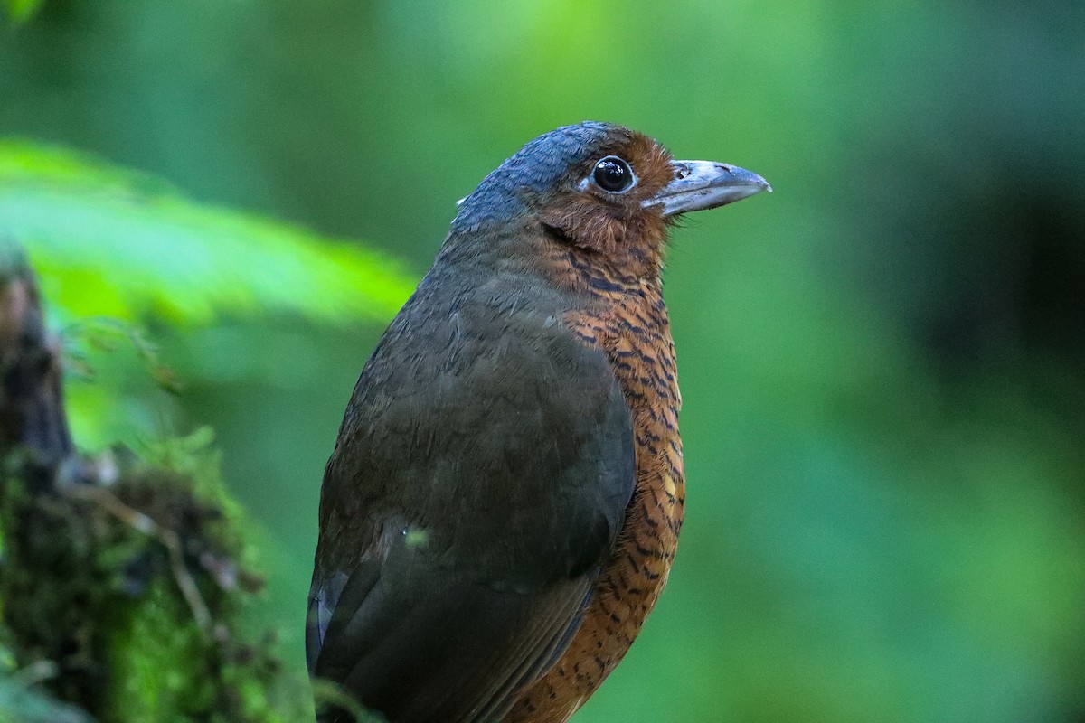 Giant Antpitta - ML635303002
