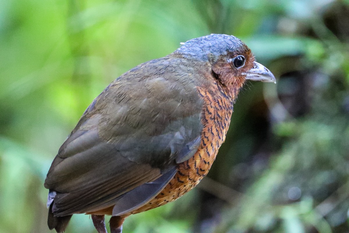 Giant Antpitta - ML635303003