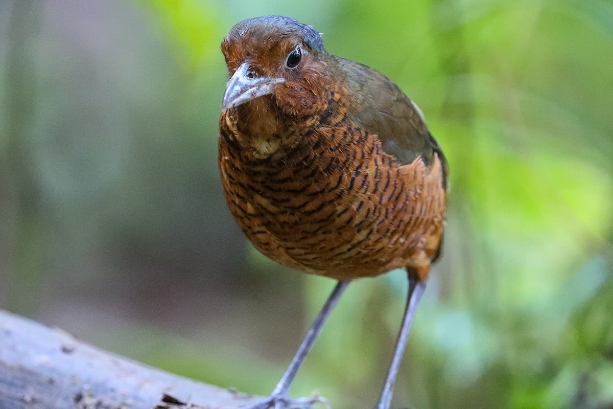 Giant Antpitta - ML635303004