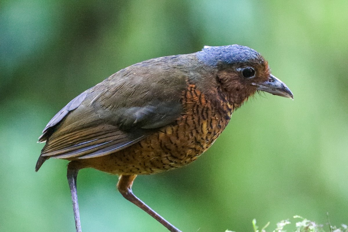 Giant Antpitta - ML635303008