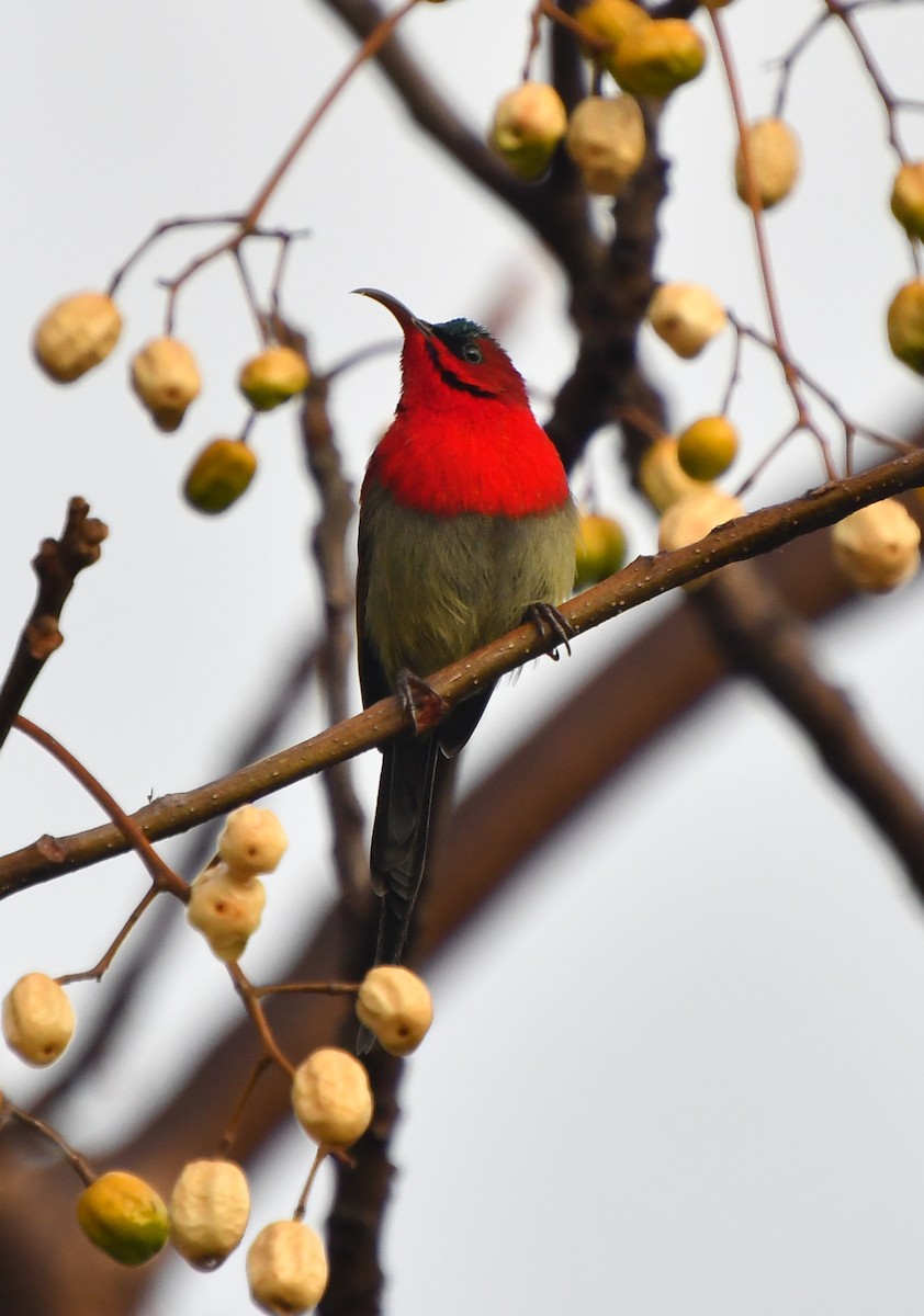 Crimson Sunbird - ML635303031