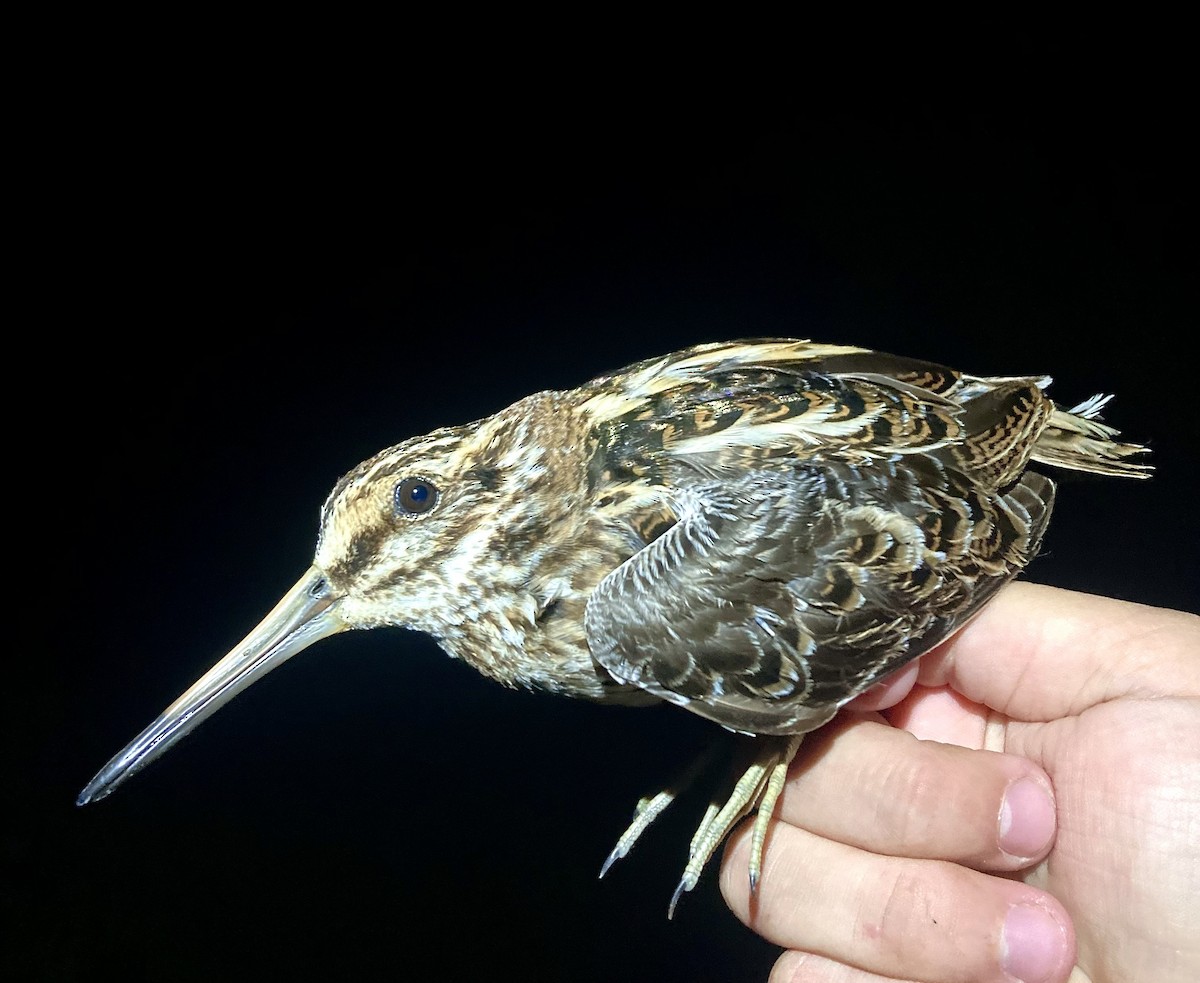 Jack Snipe - ML635303035