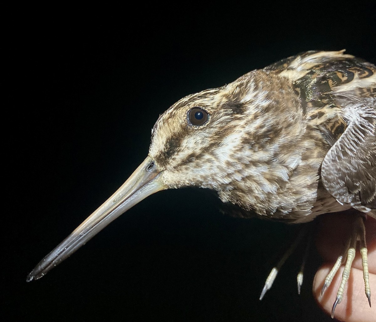 Jack Snipe - ML635303036