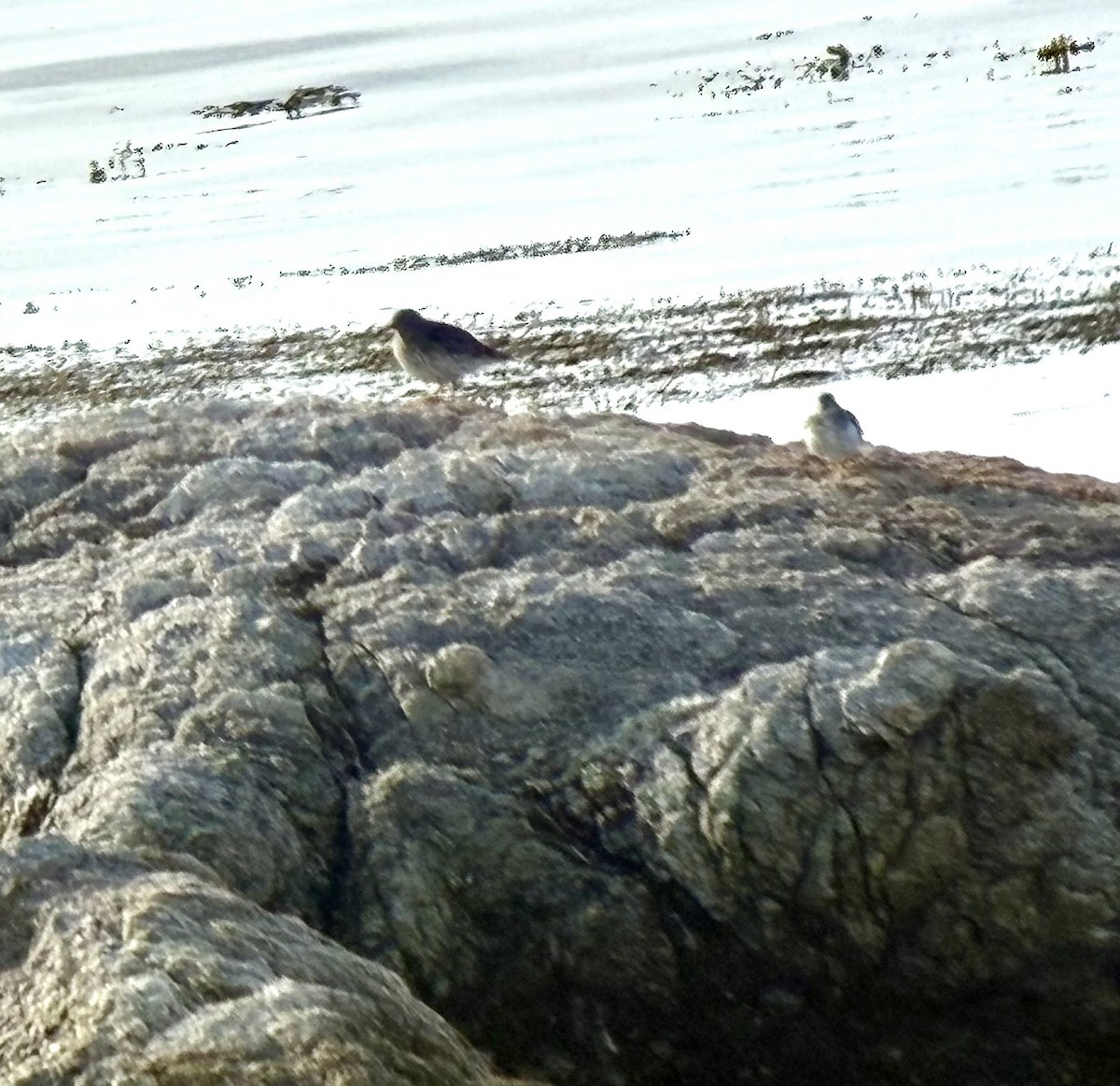 Purple Sandpiper - ML635303139