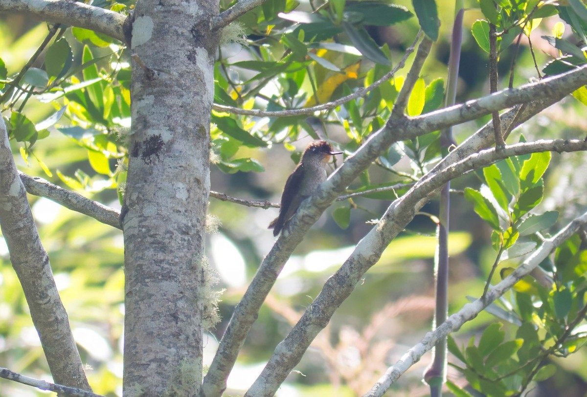 Green-backed Firecrown - ML635303201